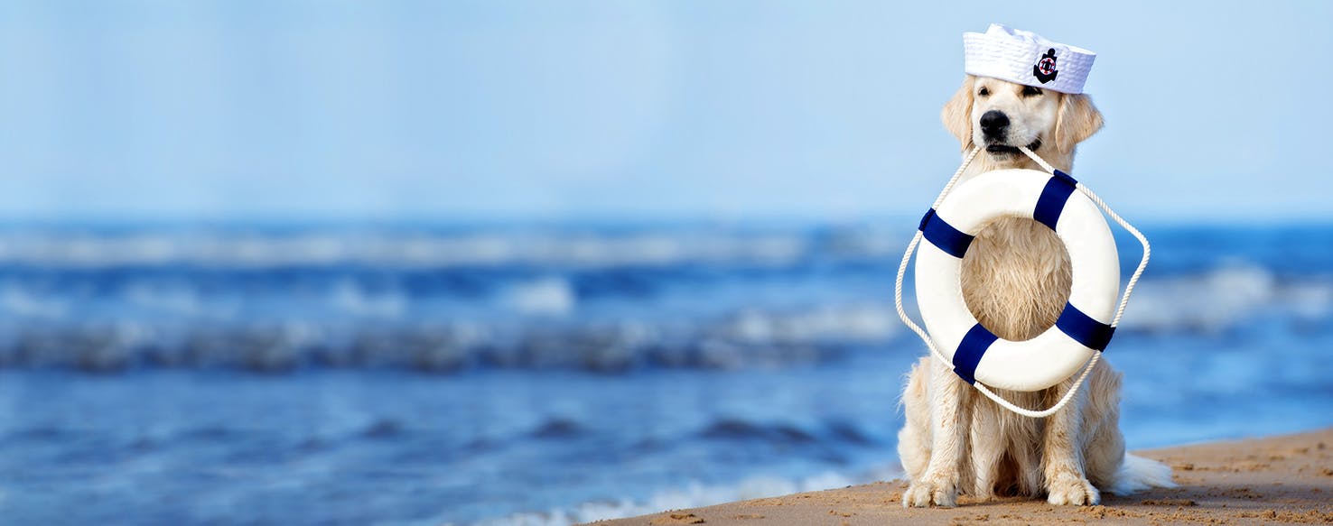 Sailing Inspired Dog Names Popular Male and Female Names Wag!